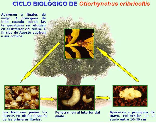 Ciclo Biológico del Otiorrinco. Fuente: Red de Alerta e Información Fitosanitaria. Junta de Andalucía