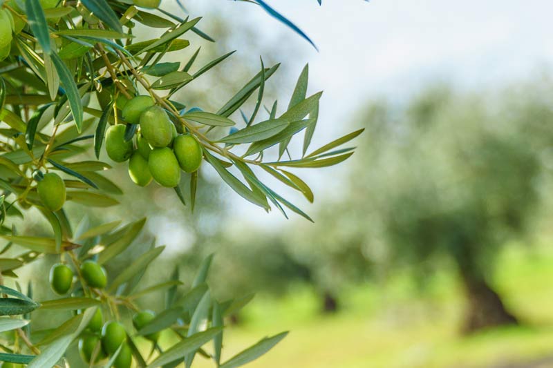 propiedades aceite de oliva covid 19
