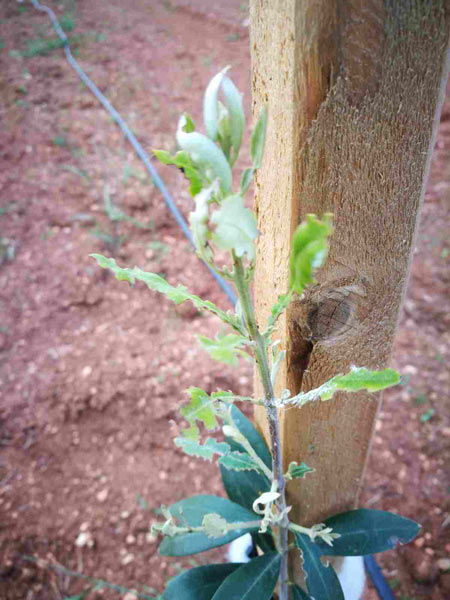 Escotaduras del Otiorrincon en plantonal de olivo