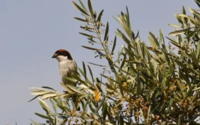 El olivar tradicional, refugio natural de aves en peligro de extinción