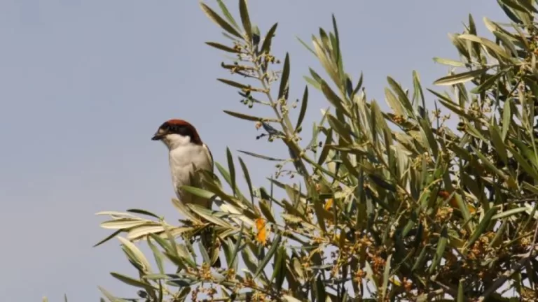 El olivar tradicional, refugio natural de aves en peligro de extinción