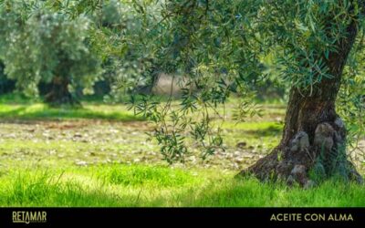Olivar de España, aliado principal en la lucha contra el Cambio Climático