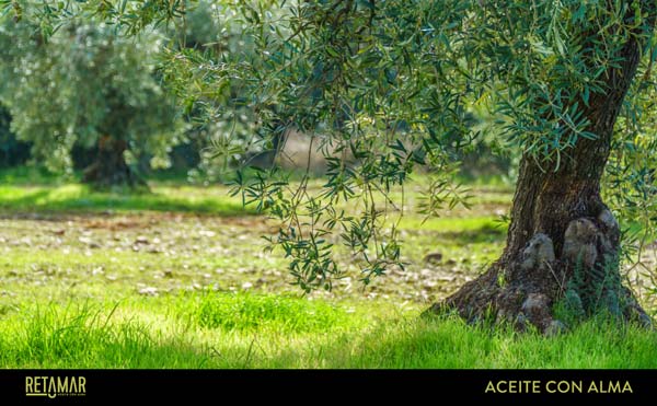Olivar de España, aliado principal en la lucha contra el Cambio Climático