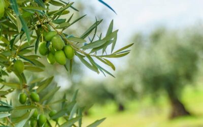 Propiedades naturales en el Aceite de Oliva nos ayudan a protegernos del COVID-19