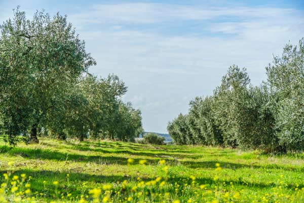 Plantas silvestresen el Olivar
