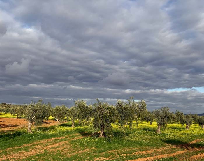 Recuperar la biodiversidad en el olivar tradicional. El valor de la cubierta vegetal
