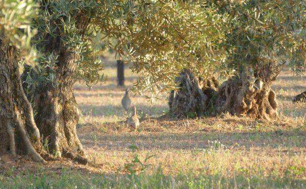 El Olivar Tradicional,  refugio de la biodiversidad
