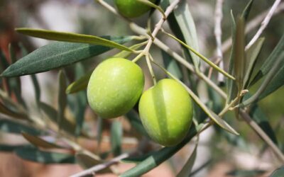 El aceite de oliva y el colesterol,  ¿cómo afecta el AOVE a nuestra salud?