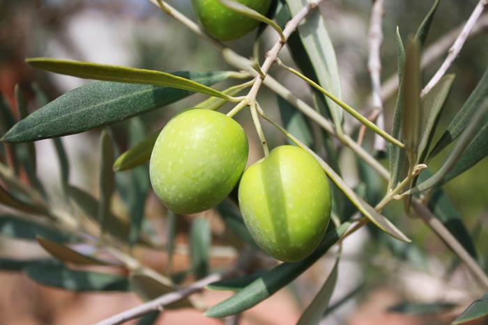 El aceite de oliva y el colesterol,  ¿cómo afecta el AOVE a nuestra salud?