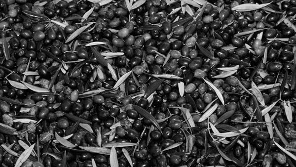 ¿Qué variedades de aceituna de Extremadura están presentes en nuestros aceites?
