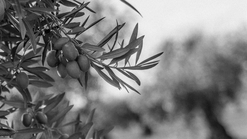 El aceite de oliva refuerza nuestro sistema inmunitario y nos protege frente a los virus