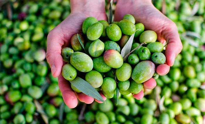 La acidez del aceitede oliva virgen extra